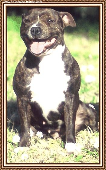 Ustine (Sans Affixe)