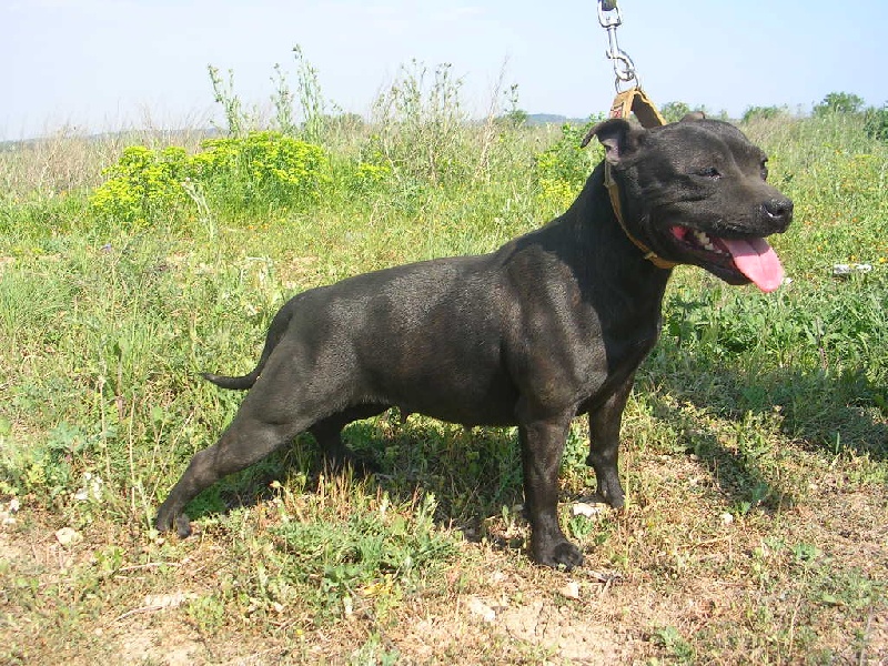 V'vandah des Plaines d'Iron