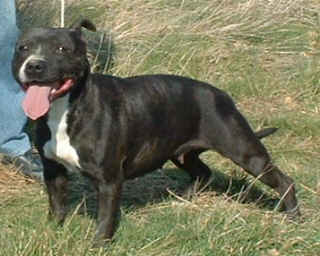 Rodney ouly black (Sans Affixe)