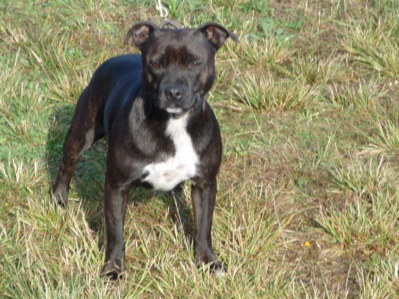 Ambre des Plaines d'Iron