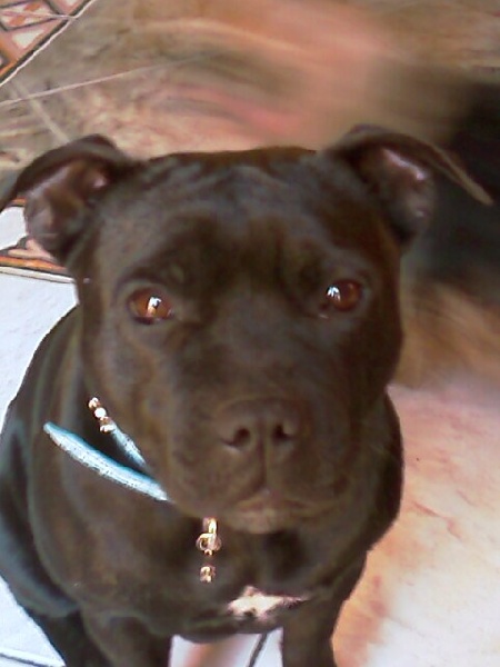 Angie des Plaines d'Iron