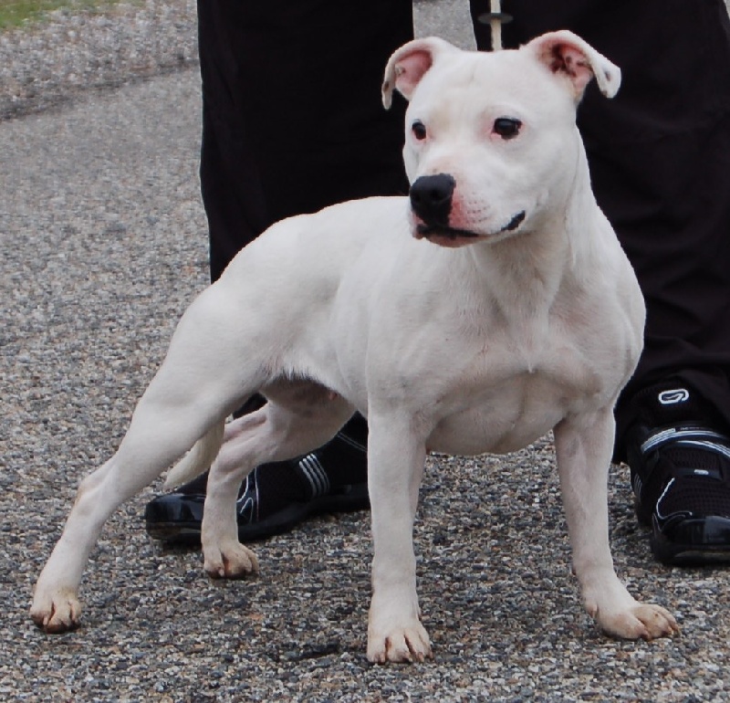 Buckingham pearl des Plaines d'Iron