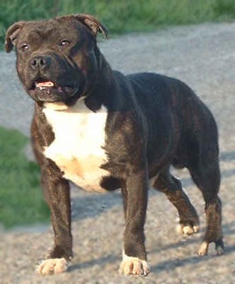 CH. Arkansas buffalos storm des Plaines d'Iron