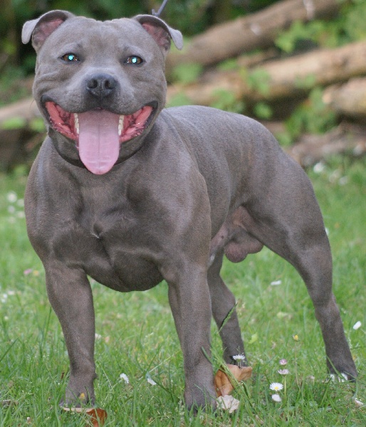 Elyos des Plaines d'Iron