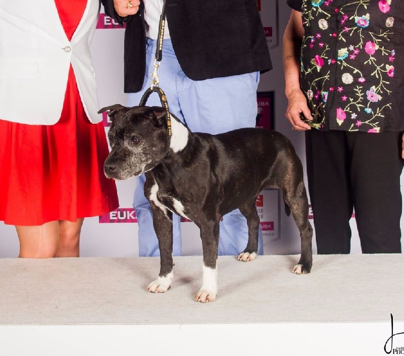 CH. Calinka des Plaines d'Iron